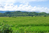 Reisfelder in der Nähe von Ruteng