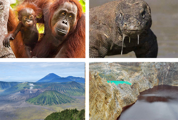 Orangutan, Drachen und Vulkane - Tour in Indonesia