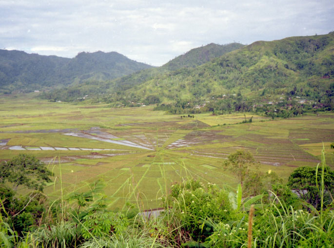 Spinnennetz-Reisfelder auf Flores