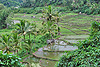 Reisebericht einer Rundreise durch Flores in Indonesien