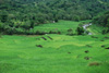 Reisebericht einer Rundreise durch Flores in Indonesien