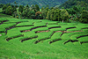 Reisebericht einer Rundreise durch Flores in Indonesien