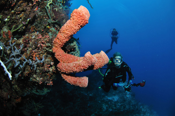 Diving in Maumere & Komodo - Flores Island - Indonesia