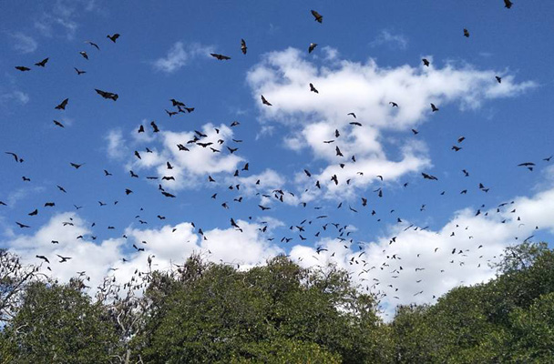 flying foxes on Flores and Komodo Island in Indonesia