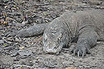Komodo Dragon on  Rinca Island
