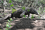 Komodo Dragon on  Rinca Island