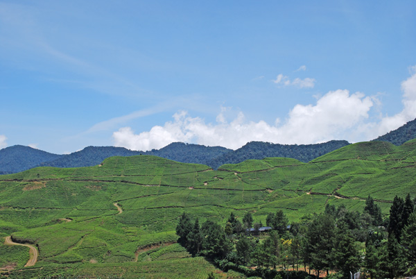  Unterwegs von Bandung nach Bogor - Teeplantagen.