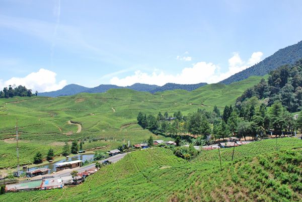 Kurz vor dem Puncak- Pass die große Teeplantage Gunung Mas 