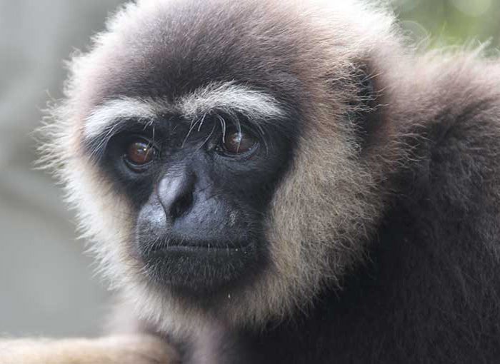 Gibbons Monkey
