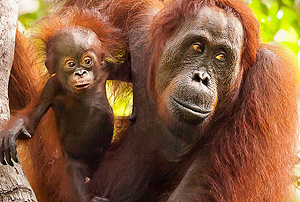 Orangutan Tour - Indonesia