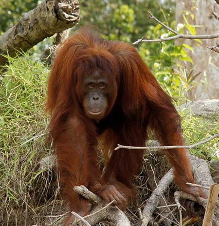 Orang-Utan in Tanjung Puting National Park - Kalimantan/Indonesia Borneo