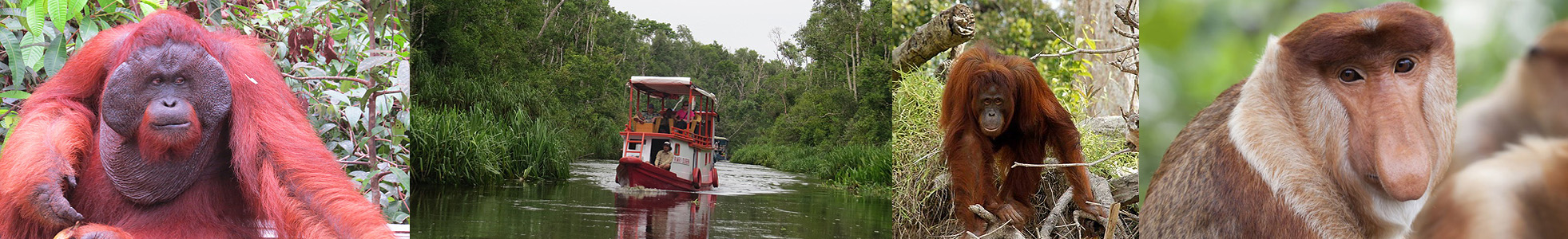 Indonesia Tours -  Orang-Utans Borneo Tour 