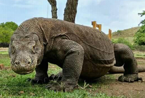 Komodo National Park - Komodo Warane - Komodo Tour Package - Indonesien