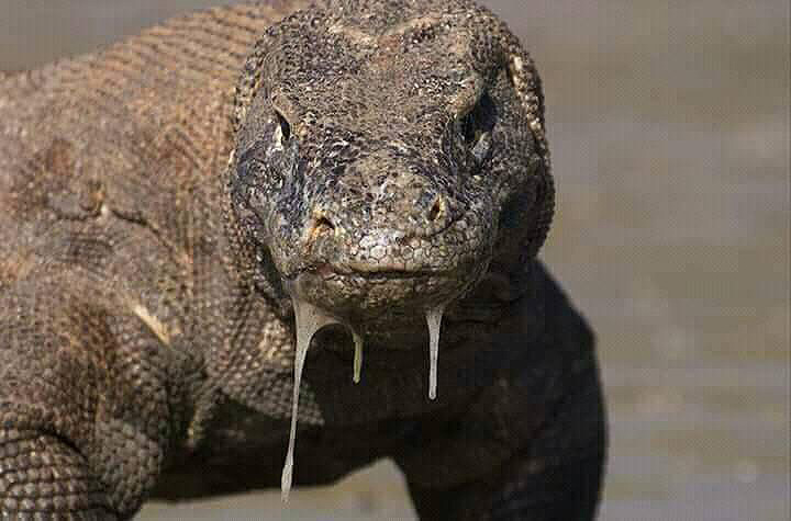 Combine Kelimutu with Komodo Tour - Explore Indonesia Islands