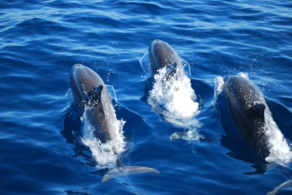 Dolphins in Maumere Bay on Flores in Indonesia